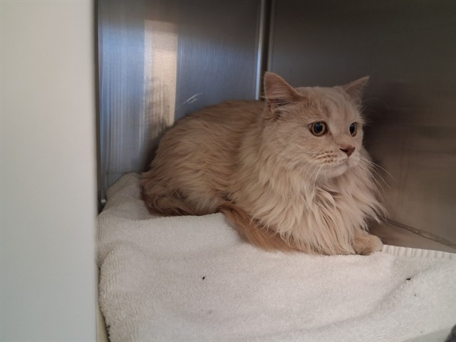 Shelter Stray Male Cat last seen Near BLOCK BROADMOOR BLUFFS DR, COLORADO SPRINGS CO 80906, 610 Abbot Ln, Colorado Springs, CO 80905, USA