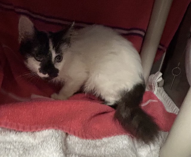 Shelter Stray Male Cat last seen Near BLOCK JADE RD, 4950 SW Triana Blvd, Huntsville, AL 35805, USA