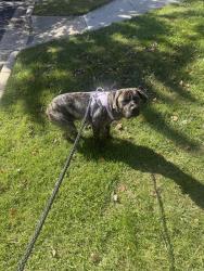 Lost Female Dog last seen Reisterstown rd, Baltimore, MD 21215