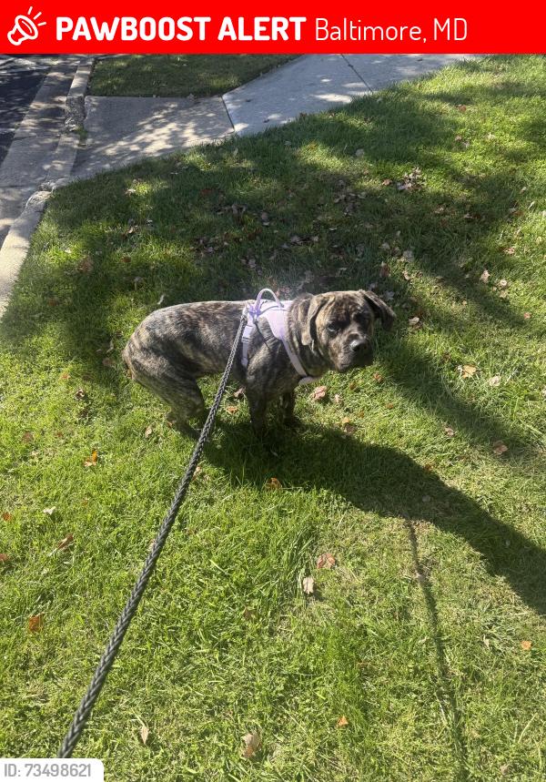 Lost Female Dog last seen Reisterstown rd, Baltimore, MD 21215