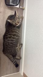 Found/Stray Male Cat last seen Elmira and S Dayton Way, Denver, CO 80231