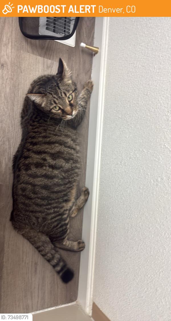 Found/Stray Male Cat last seen Elmira and S Dayton Way, Denver, CO 80231