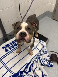 Shelter Stray Female Dog last seen Near, 5001 E Raymond St, Indianapolis, IN 46203, USA