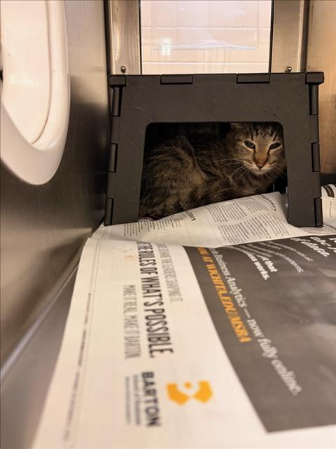 Shelter Stray Unknown Cat last seen Near BLOCK S GREENWOOD AVE, WICHITA KS 67211, 3303 N Hillside St, Wichita, KS 67219, USA