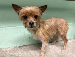 Shelter Stray Male Dog last seen EXPOSITION BLVD & TRIBUTE RD, 2127 Front St, Sacramento, CA 95818, USA