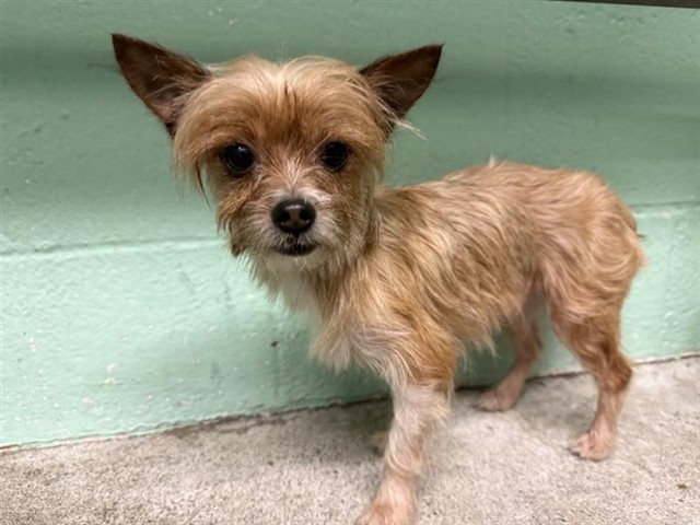 Shelter Stray Male Dog last seen EXPOSITION BLVD & TRIBUTE RD, 2127 Front St, Sacramento, CA 95818, USA
