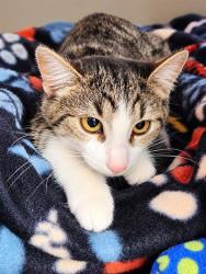 Shelter Stray Female Cat last seen ARIZOLA, 1150 11 Mile Corner, Casa Grande, AZ 85194, USA
