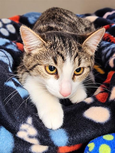 Shelter Stray Female Cat last seen ARIZOLA, 1150 11 Mile Corner, Casa Grande, AZ 85194, USA