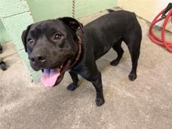 Shelter Stray Male Dog last seen MCGLASHAN ST & ETHEL WAY, 2127 Front St, Sacramento, CA 95818, USA