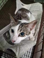 Shelter Stray Male Cat last seen , 1850 W 60th St, Los Angeles, CA 90047, USA