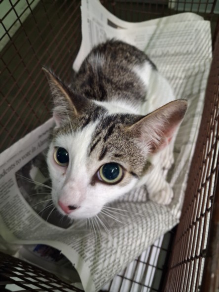 Shelter Stray Male Cat last seen , 1850 W 60th St, Los Angeles, CA 90047, USA