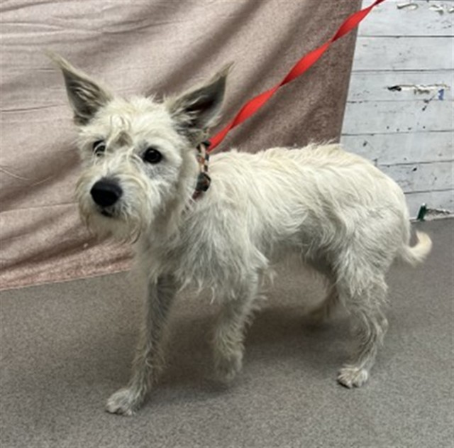 Shelter Stray Male Dog last seen RANDALL AND CYPRESS, 333 Chandler Pl, San Bernardino, CA 92408, USA