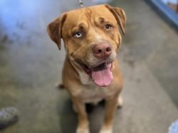 Shelter Stray Male Dog last seen , 1850 W 60th St, Los Angeles, CA 90047, USA