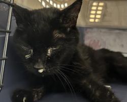 Shelter Stray Female Cat last seen RANDOLPH PL & WORCHESTER ST, 2080 S Quebec St, Denver, CO 80231, USA