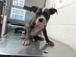 Shelter Stray Male Dog last seen Near BLOCK REEVES ST, FAYETTEVILLE NC 28306, 4704 Corporation Dr, Fayetteville, NC 28306, USA