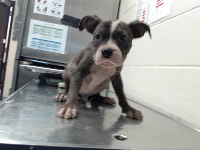 Shelter Stray Male Dog last seen Near BLOCK REEVES ST, FAYETTEVILLE NC 28306, 4704 Corporation Dr, Fayetteville, NC 28306, USA