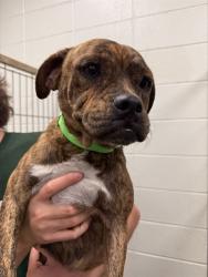 Shelter Stray Female Dog last seen , 4000 N Silverbell Rd, Tucson, AZ 85745, USA