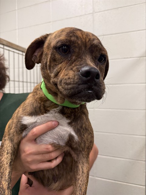 Shelter Stray Female Dog last seen , 4000 N Silverbell Rd, Tucson, AZ 85745, USA