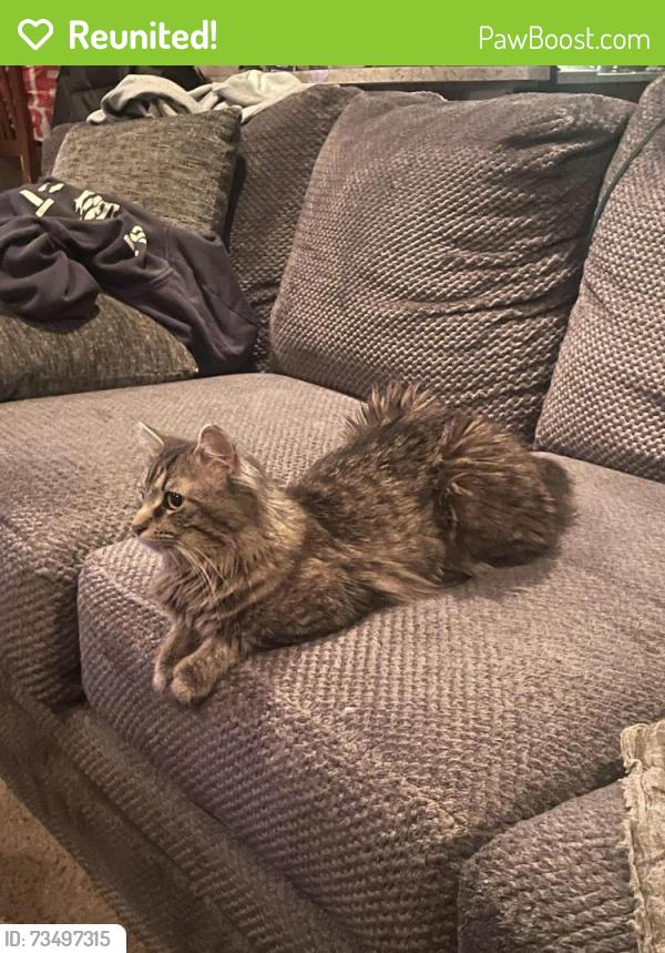 Reunited Male Cat last seen 76th court & Fullerton Elmwood Park, Elmwood Park, IL 60707