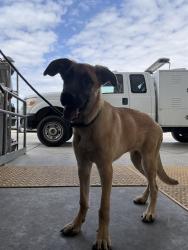 Shelter Stray Female Dog last seen Near BLOCK TALLMAN AVE, BAKERSFIELD CA 93308, 3951 Fruitvale Ave, Bakersfield, CA 93308, USA