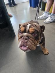 Shelter Stray Male Dog last seen , West Valley Animal Shelter, 20655 Plummer St, Chatsworth, CA 91311, USA