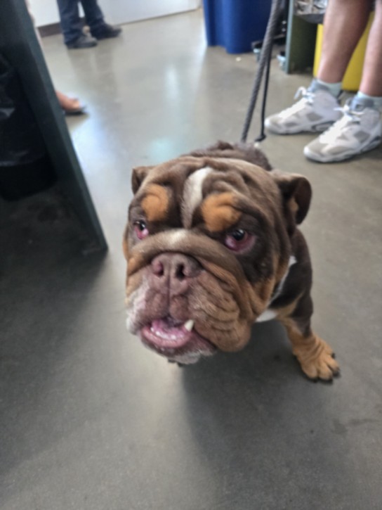 Shelter Stray Male Dog last seen , West Valley Animal Shelter, 20655 Plummer St, Chatsworth, CA 91311, USA