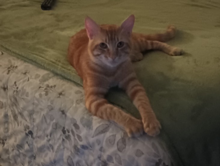 Shelter Stray Male Cat last seen , West Valley Animal Shelter, 20655 Plummer St, Chatsworth, CA 91311, USA