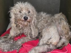Shelter Stray Female Dog last seen , 216 W Victoria St, Gardena, CA 90248, USA