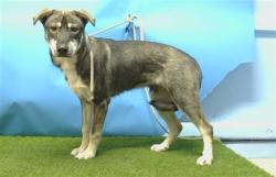 Shelter Stray Male Dog last seen , 216 W Victoria St, Gardena, CA 90248, USA
