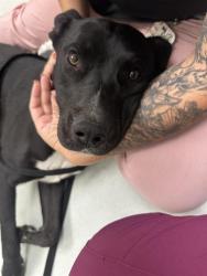 Shelter Stray Male Dog last seen COORS AND TOWER, 11800 Sunset Gardens Rd SW, Albuquerque, NM 87121, USA