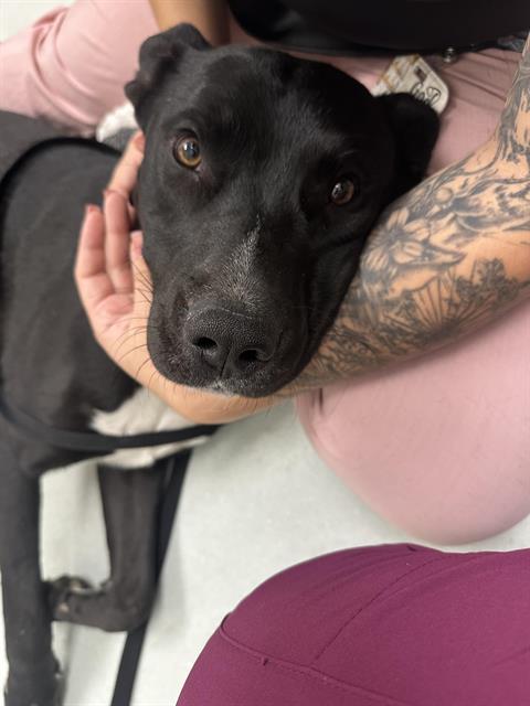 Shelter Stray Male Dog last seen COORS AND TOWER, 11800 Sunset Gardens Rd SW, Albuquerque, NM 87121, USA