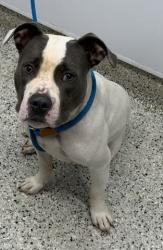 Shelter Stray Male Dog last seen Near BLOCK CHATHAM ST, DETROIT MI 48223, 1431 E Ferry St, Detroit, MI 48211, USA