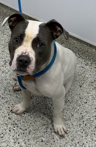 Shelter Stray Male Dog last seen Near BLOCK CHATHAM ST, DETROIT MI 48223, 1431 E Ferry St, Detroit, MI 48211, USA