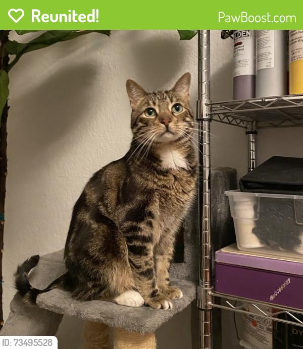 Reunited Male Cat last seen Orinda and Olympiad Dr, View Park-Windsor Hills, CA 90043