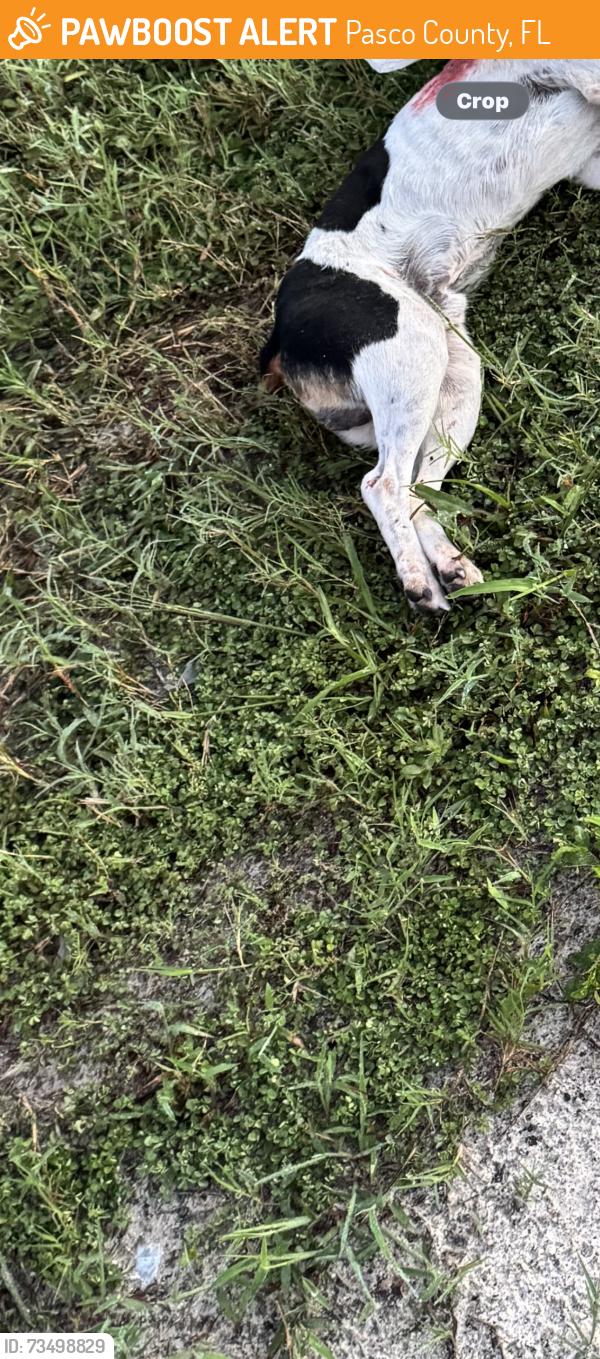 Found/Stray Male Dog last seen Just south of coyote rd on kitten trail, Pasco County, FL 34669