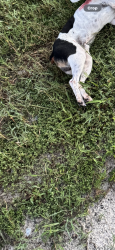 Found/Stray Male Dog last seen Just south of coyote rd on kitten trail, Pasco County, FL 34669