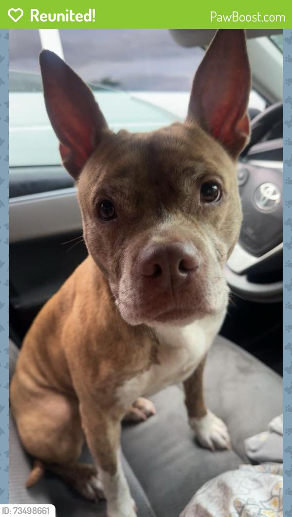 Reunited Female Dog last seen State rd, Parma, OH 44134