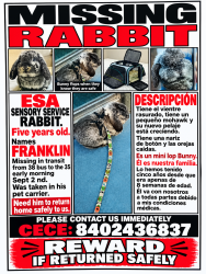 Lost Male Rabbit last seen Los Angeles, Los Angeles, CA 90012