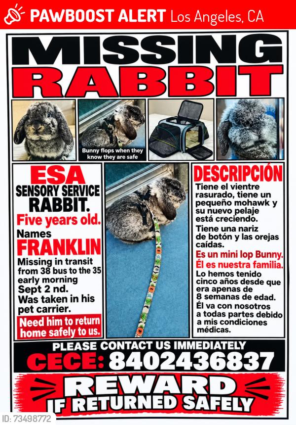 Lost Male Rabbit last seen Los Angeles, Los Angeles, CA 90012