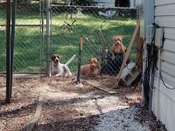 Lost Male Dog last seen Gap Creek Rd, Greer, SC 29651