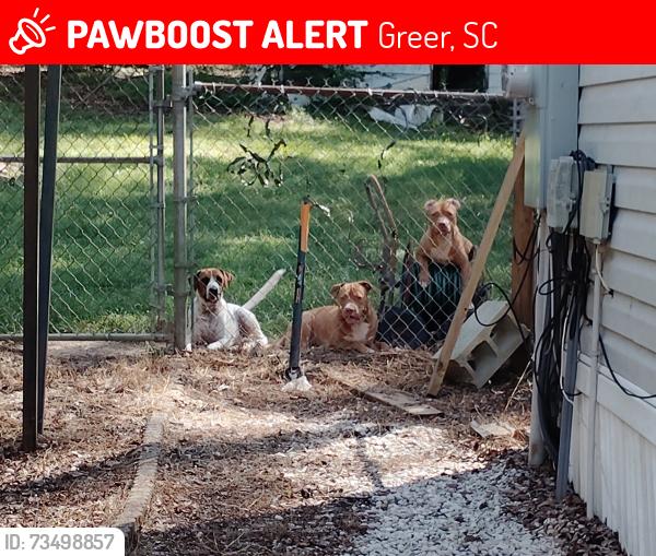 Lost Male Dog last seen Gap Creek Rd, Greer, SC 29651