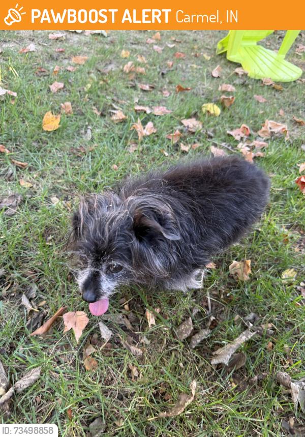Found/Stray Unknown Dog last seen Near Limberlost Drive Carmel, IN 46033, Carmel, IN 46033