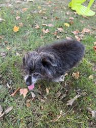Found/Stray Unknown Dog last seen Near Limberlost Drive Carmel, IN 46033, Carmel, IN 46033