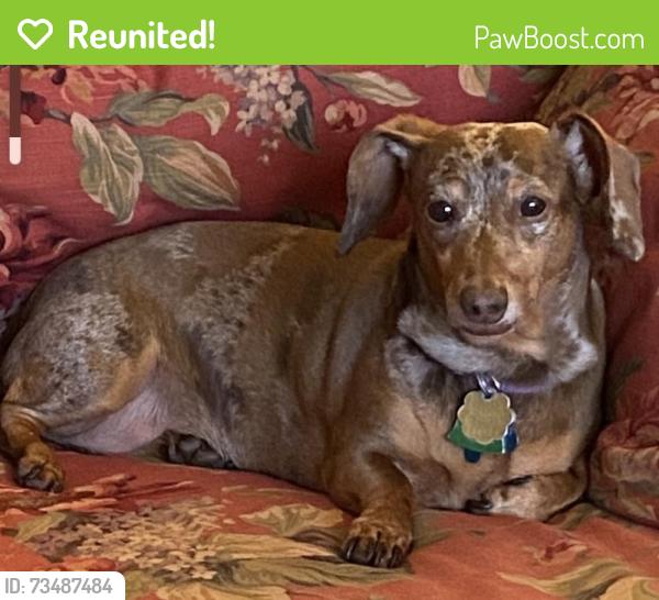 Reunited Female Dog last seen Christopher Drive @ Kiehl Avenue, Sherwood, AR 72120
