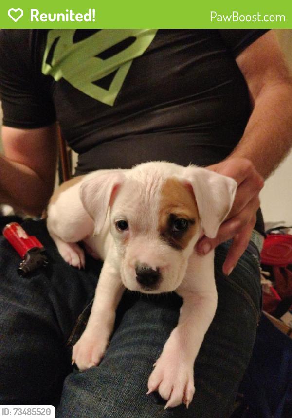 Reunited Female Dog last seen Selby St & Evans Ave, San Francisco, CA 94124, USA, San Francisco, CA 94124