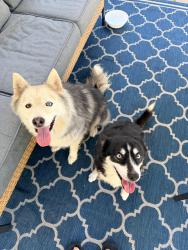 Found/Stray Male Dog last seen Marion Oaks Lane, Marion Oaks, FL 34473