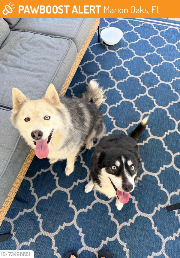 Found/Stray Male Dog last seen Marion Oaks Lane, Marion Oaks, FL 34473