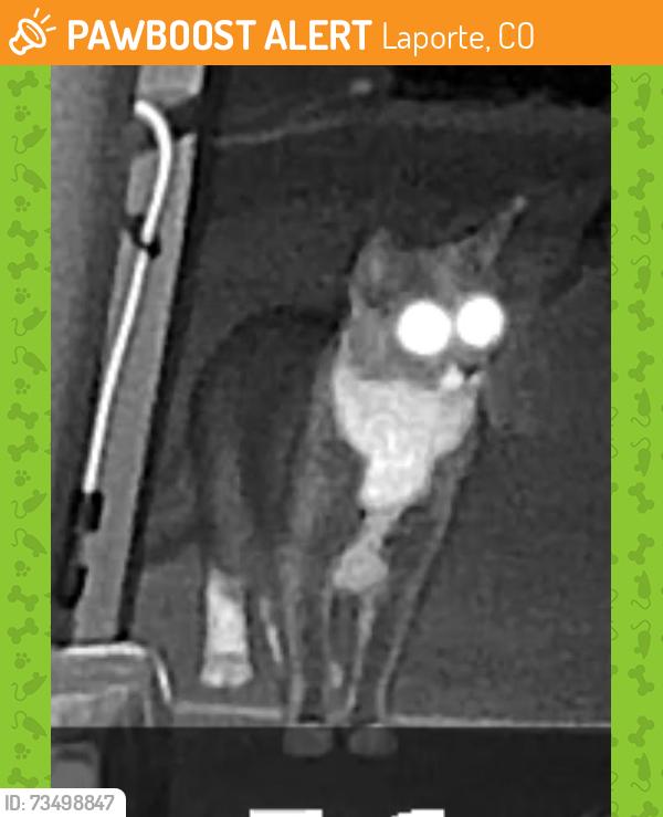 Found/Stray Unknown Cat last seen Rawhide Drive Area, Laporte, CO 80535