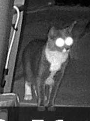 Found/Stray Unknown Cat last seen Rawhide Drive Area, Laporte, CO 80535