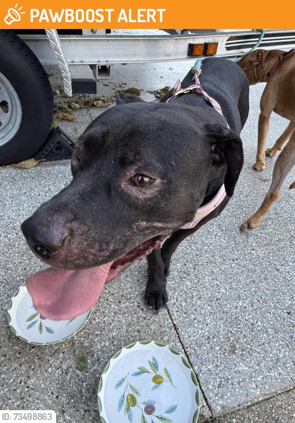 Found/Stray Male Dog last seen On bay dr se and around Pryor street behind dodges at the end of Hollywood!, Fort Walton Beach, FL 32548